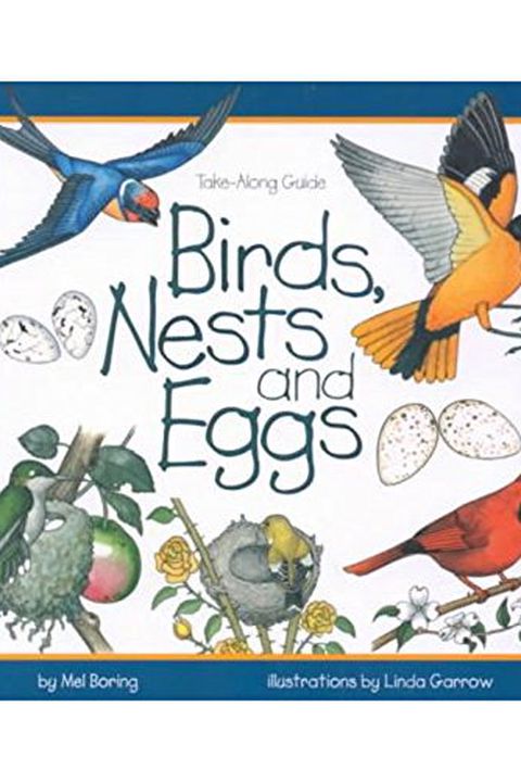 Birds, Nests & Eggs